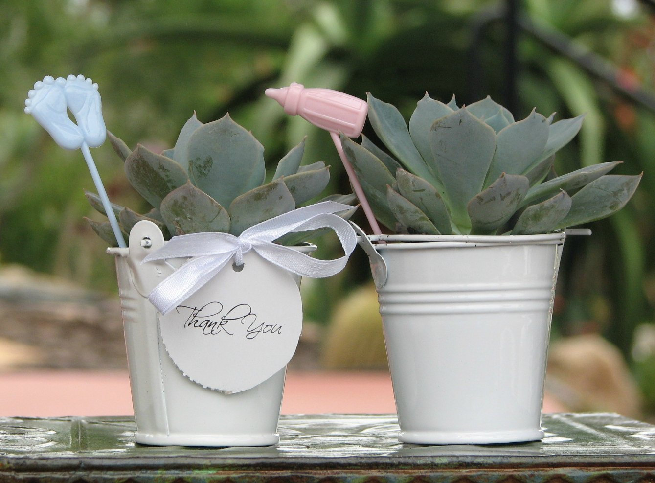 Small potted plants